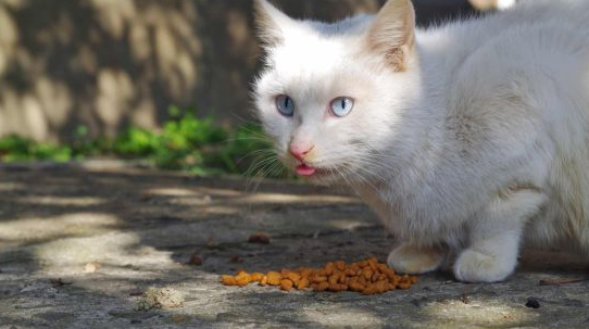 复旦大学明星流浪猫被虐杀 警方：嫌疑人已被控制